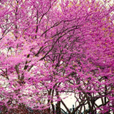 Cold Hardy Eastern Redbud Live Tree, Deciduous Spring Flowering Planting