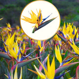 2 Live Yellow Bird Of Paradise Plants, Strelitzia Reginae, 5-9 Inches Tall