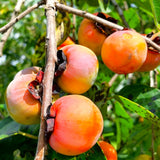 Persimmon Live Plant In Pot, One 6-12 Inch Fruit Seedling For Outdoors