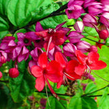 3 Red Purple Live Bleeding Heart Vine Plants, Flowering, 5-10 Inches Tall