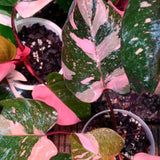 2 Variegated Philodendron Live Plants, 5-8 Inch Easy-Care Houseplants, Mix