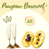 2 Live Pawpaw Fruit Trees, Bare Root Plants, Dormant, 6-12 Inches Tall