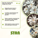 Live Star Magnolia Plant, Fragrant Blooms, 6-12 Inch Tall Garden Shrub