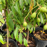 Live June Plum Fruit Tree, 2-3 Ft Tall, Well Rooted In One Gallon Container