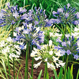 3 Agapanthus Live Plants, 5-9 Inch Tall Lily Of The Nile Garden Perennials