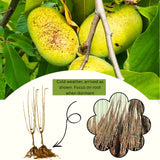2 Live Pawpaw Fruit Trees, Bare Root Plants, Dormant, 6-12 Inches Tall