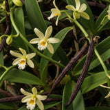 Vanilla Bean Plant, Live Green Vine In Half Gallon Pot For Indoor Garden