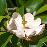 Live Sweetbay Magnolia Plant, 6-12 Inch Ornamental Tree, 4 Inch Pot Size