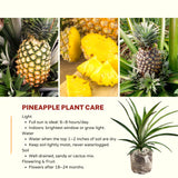 Live Sugarloaf Pineapple Plant, 5-8 Inch Fruit Seedling For Outdoor Gardens