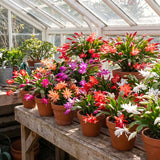 Live Easter Cactus Houseplant, 4-6 Inch Indoor Decor And Patio Gift Plant