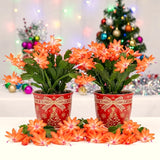 2 Live Orange Christmas Cactus Plants, 4-8 Inch Indoor Holiday Houseplants