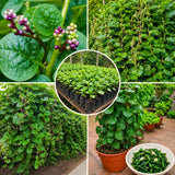Live Malabar Spinach Vegetable Plant, 4 Inch Pot, 4-6 Inches Tall, Climbing