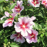 Live Pink Rose Of Sharon Plant, Potted Althea Hibiscus, 6-14 Inches Tall
