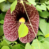 2 Dutchman Pipe Live Vine Plants 6-12 Inch Tall, Large Deep Burgundy Blooms