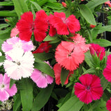 4 Live Red Dianthus Plants, Perennial Flowers For Outdoor Garden Planting