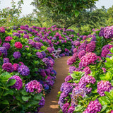 Live Hydrangea Bush Plant, Purple To Blue Perennial Shrub, 5-11 Inches Tall