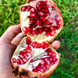 2 Pomegranate Fruit Trees, Wonderful Live Tree Plants, 5-10 Inches Tall
