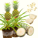 2 Sugarloaf Pineapple Live Plants, 4-6 Inch, Tropical, No Pot, Fast-Growing