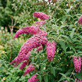 Buddleia Pink Butterfly Bush, 4-7 Inch Perennial Shrub For Container Use