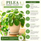 Live Money Plant, 4-6 Inch Pilea Peperomioides Indoor Houseplant D��cor