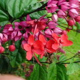 2 Live Clerodendrum Vines, Red Bleeding Heart Plants, 4-6 Inches Tall!