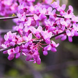 Live Eastern Redbud Tree, 6-12 Inches Tall In Quart Pot, Landscape Bloom