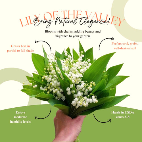 10 Lily Of The Valley Bulbs, White Fragrant Spring Flowers For Planting