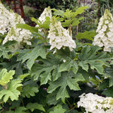 Oakleaf Hydrangea Live Plant, Hardy Flowering Shrub Tree, 6-12 Inches Tall