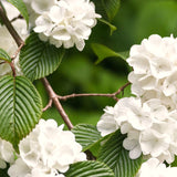 Live White Japanese Viburnum Plant, 8-10 Inch Tall Snowball Garden Shrub