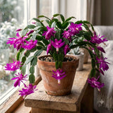 Purple Christmas Cactus Live Plant, 4-7 Inches, Indoor Home Decoration