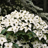 Live White Kousa Dogwood Plant, 1 Ft Tall Ornamental Tree For Outdoors