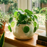 Live Pilea Peperomioides Houseplant, Round Green Leaves, 5-7 Inches Tall