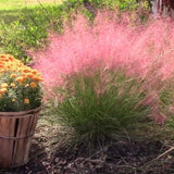 2 Pink Muhly Grass Live Plants, 5-9 Inch Perennial Ornamentals For Gardens