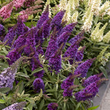 2 Live Buddleia Butterfly Bush Plants, Assorted Colors, 4-8 Inches Tall