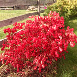 10 Live Dwarf Burning Bush Plants, Landscape Shrubs For Yard Landscape Use