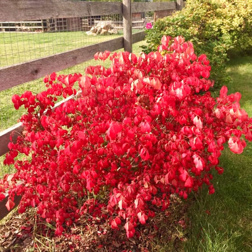10 Live Dwarf Burning Bush Plants, Landscape Shrubs For Yard Landscape Use