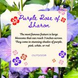 Live Purple Rose Of Sharon Shrub, 6-10 Inch Althea Hibiscus Flower Plant