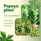 Live Papaya Fruit Tree In 4 Inch Pot, Well-Rooted Plant For Outdoor Gardens