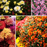 2 Live Mixed Mums, 5-7 Inch Outdoor Flower Plants For Garden Containers