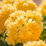 Live Climbing Rose Plant, Fragrant Flowers For Trellises And Garden Fences