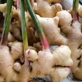 3 Live Ginger Flower Plants, Well-Rooted Culinary Herbs, 4-7 Inches Tall