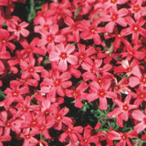 2 Red Live Creeping Phlox, Perennial Ground Cover Plants, 4-8 Inches Tall