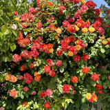 Orange Yellow Climbing Rose Live Plant, Fragrant Multi Rose, Bare Root
