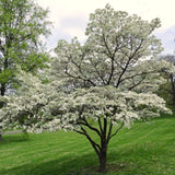 2 White Flowering Dogwood Outdoor Live Trees, 12-24 Inches Tall, Quart Pot