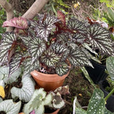 3 Live Begonia Maculata Plants, Angel Wing Polka Dot, 5-9 Inch Tall, Indoor