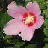 Live Pink Rose Of Sharon Plant, Potted Althea Hibiscus, 6-14 Inches Tall