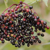 Live Elderberry Fruit Shrub, 4-8 Inches Tall In 4 Inch Pot, Hardy Plant