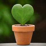 Green Hoya Kerrii Live Succulent Plant, 4-6 Inches Tall, Indoor Decor.