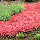 2 Red Live Creeping Phlox, Perennial Ground Cover Plants, 4-8 Inches Tall