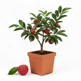 Potted Live Red Sugar Apple Fruit Tree, Annona Squamosa, 6-12 Inches Tall
